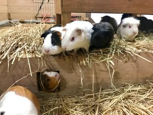 どうやって使うのかな？