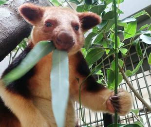 セスジキノボリカンガルーの夜って②?