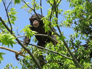 【9月15日までの集計結果】あなたと一緒に考える、チンパンジーの森の未来