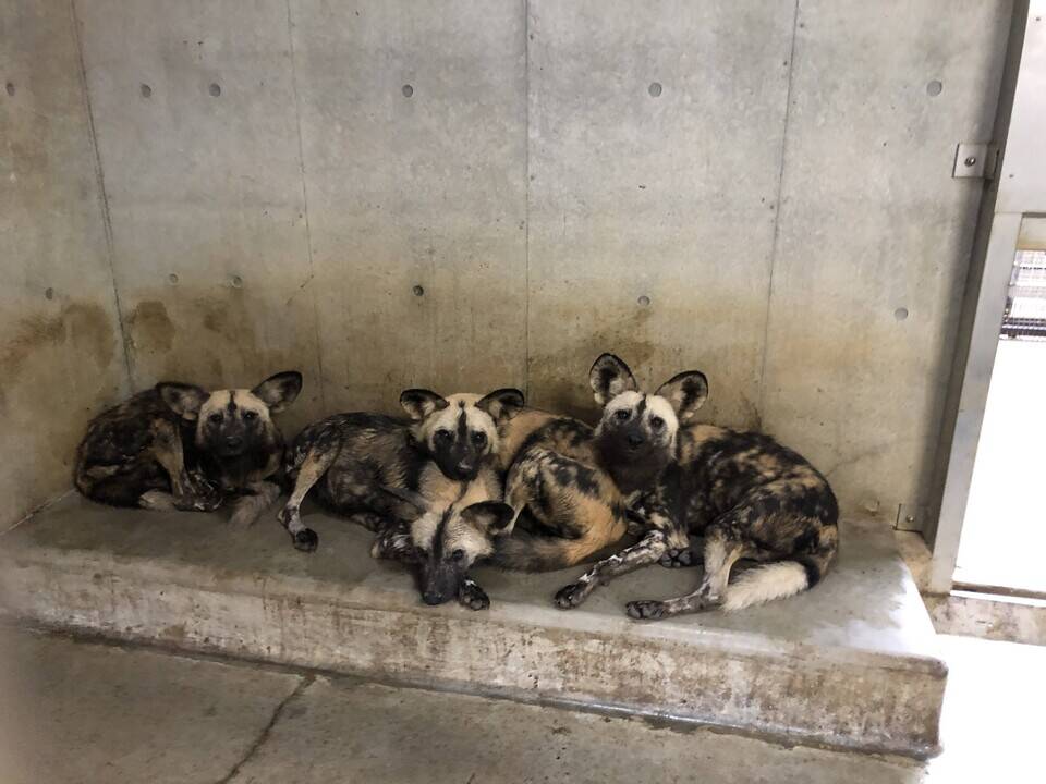 ある朝のリカオンの写真