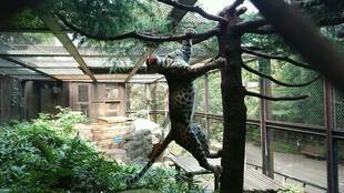 ダッシュの渡り木がああ...