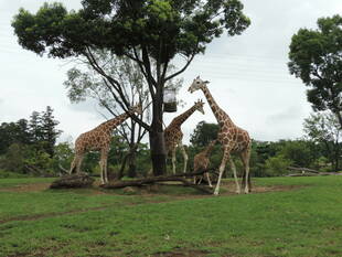 キリンの赤ちゃん 混合展示場での公開馴致