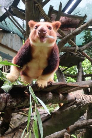 セスジキノボリカンガルーの夜って①?