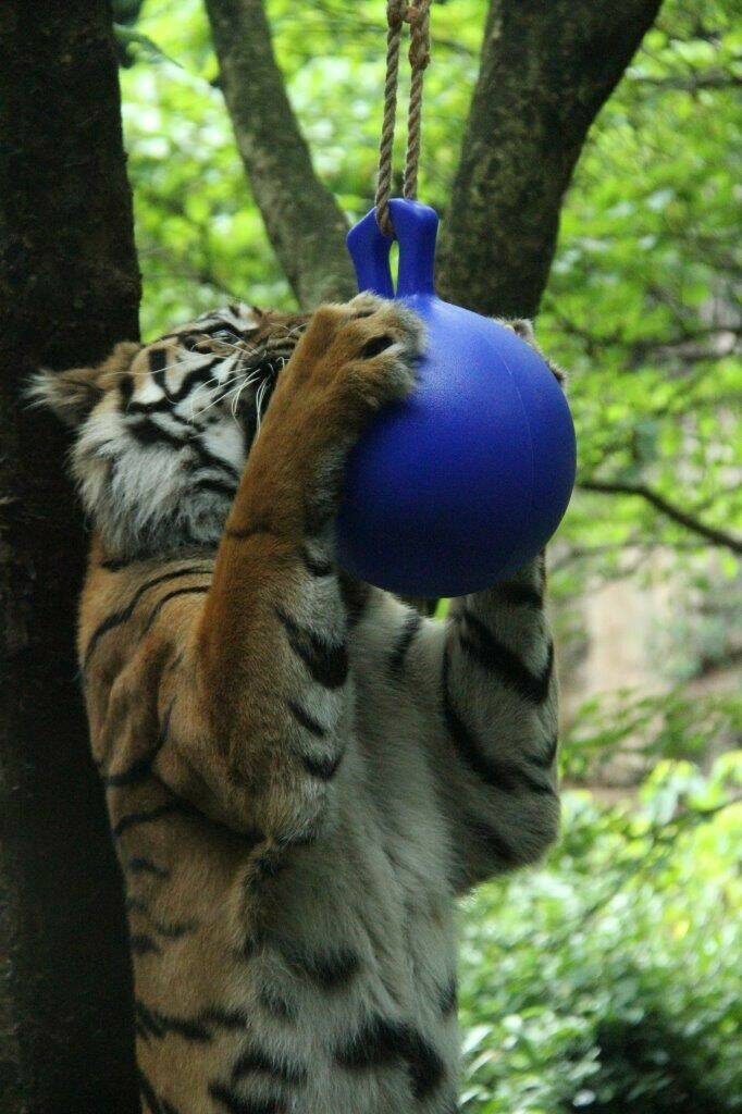 カリのボール遊びの写真