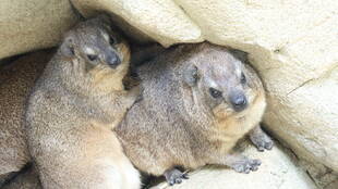 ハイラックスの「とっておきタイム」