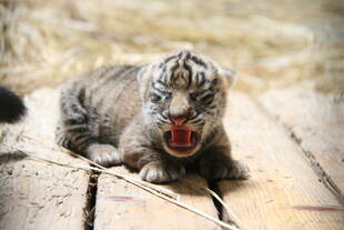 子トラの成長記録・・・その①