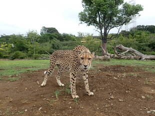 ある曇った日の昼前