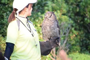 ナイトバードショー!!