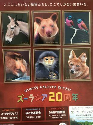 モウコノロバとドールのガイド☆*+。