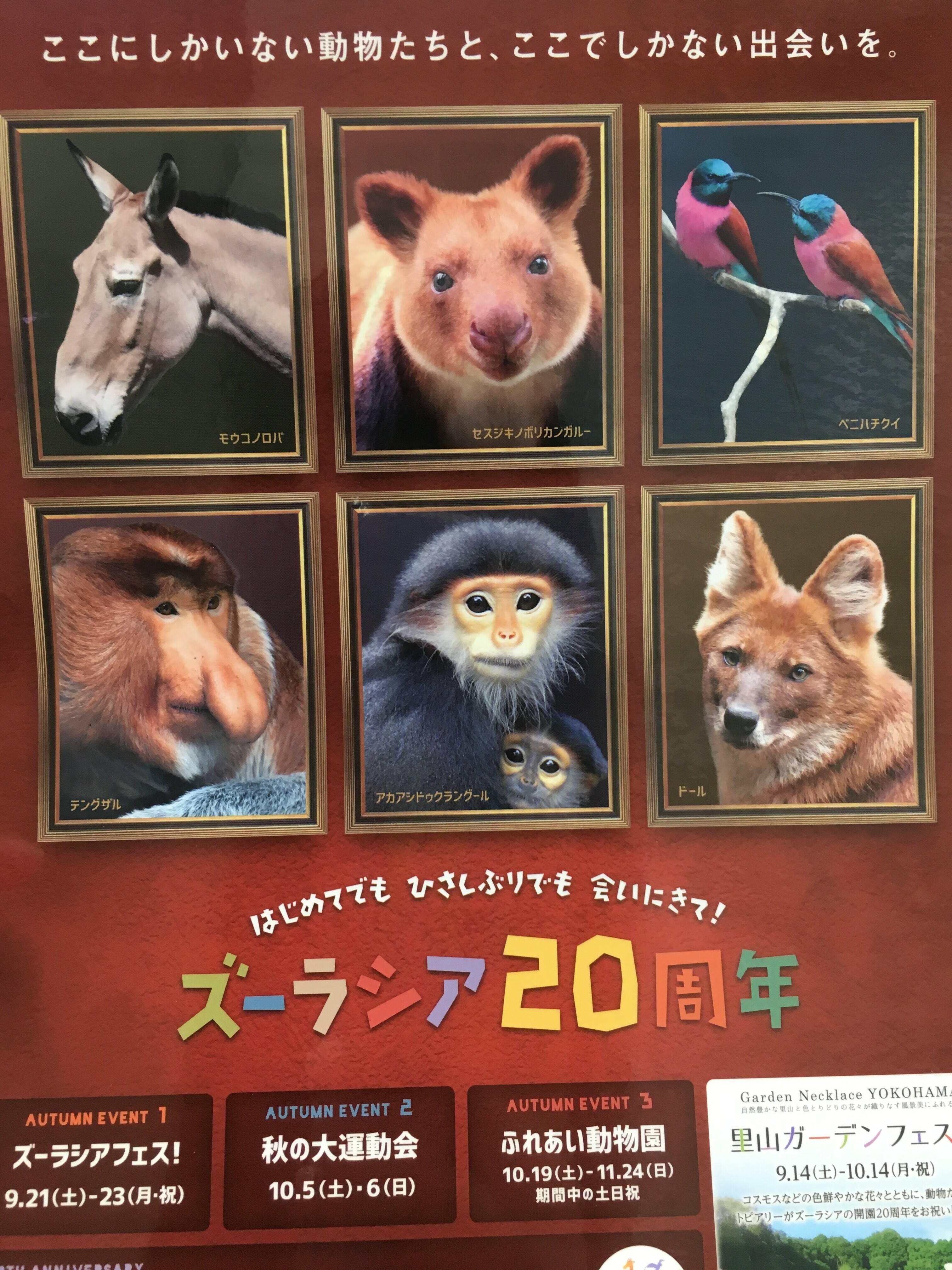 モウコノロバとドールのガイド☆*+。の写真