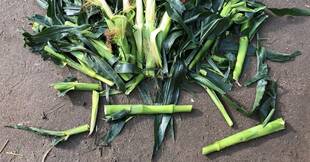 美味しい差し入れありがとう