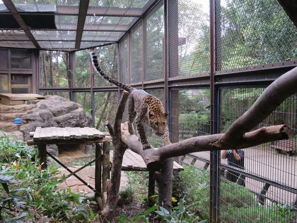 ダッシュの渡り木が・:*+.•*¨*•.¸¸♪の写真