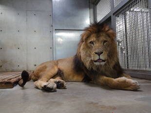 全日本舌しまい忘れ協会