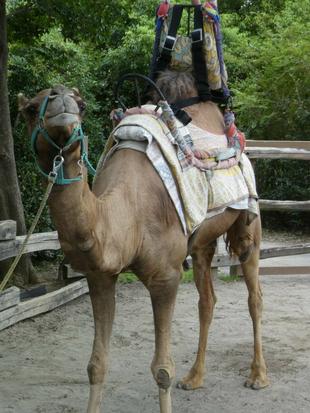 ラクダ、記念写真