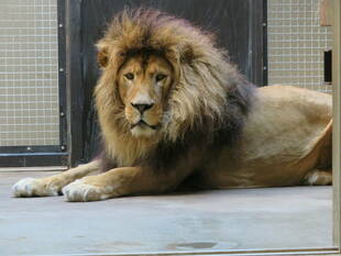 サバンナにやってくる