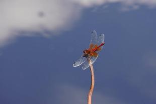 虫、めっちゃいる