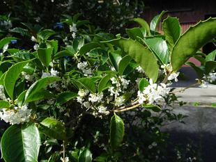 オレンジじゃなくて白い・・・