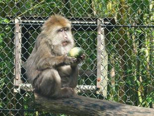 チベットモンキーのハロウィン！