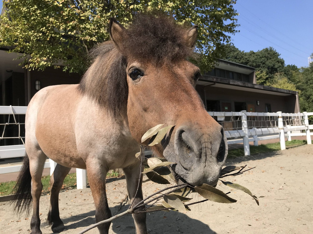 しんすけの洗濯物の写真