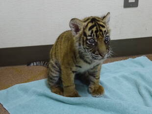 子トラの成長記録・・・その⑰