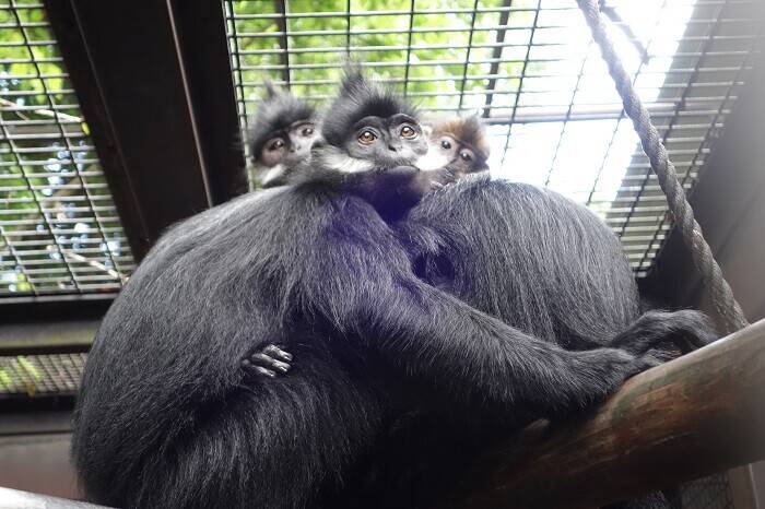 ひょこナツの写真