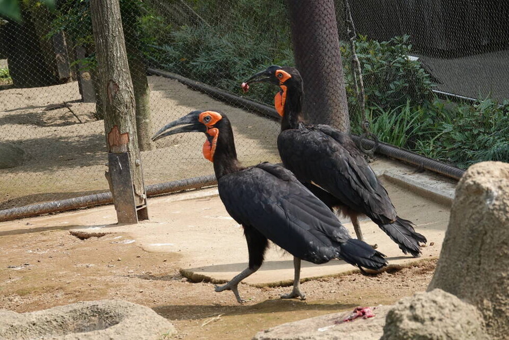 2羽いますの写真