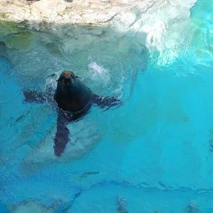 ミナミアフリカオットセイの顔ぶれ