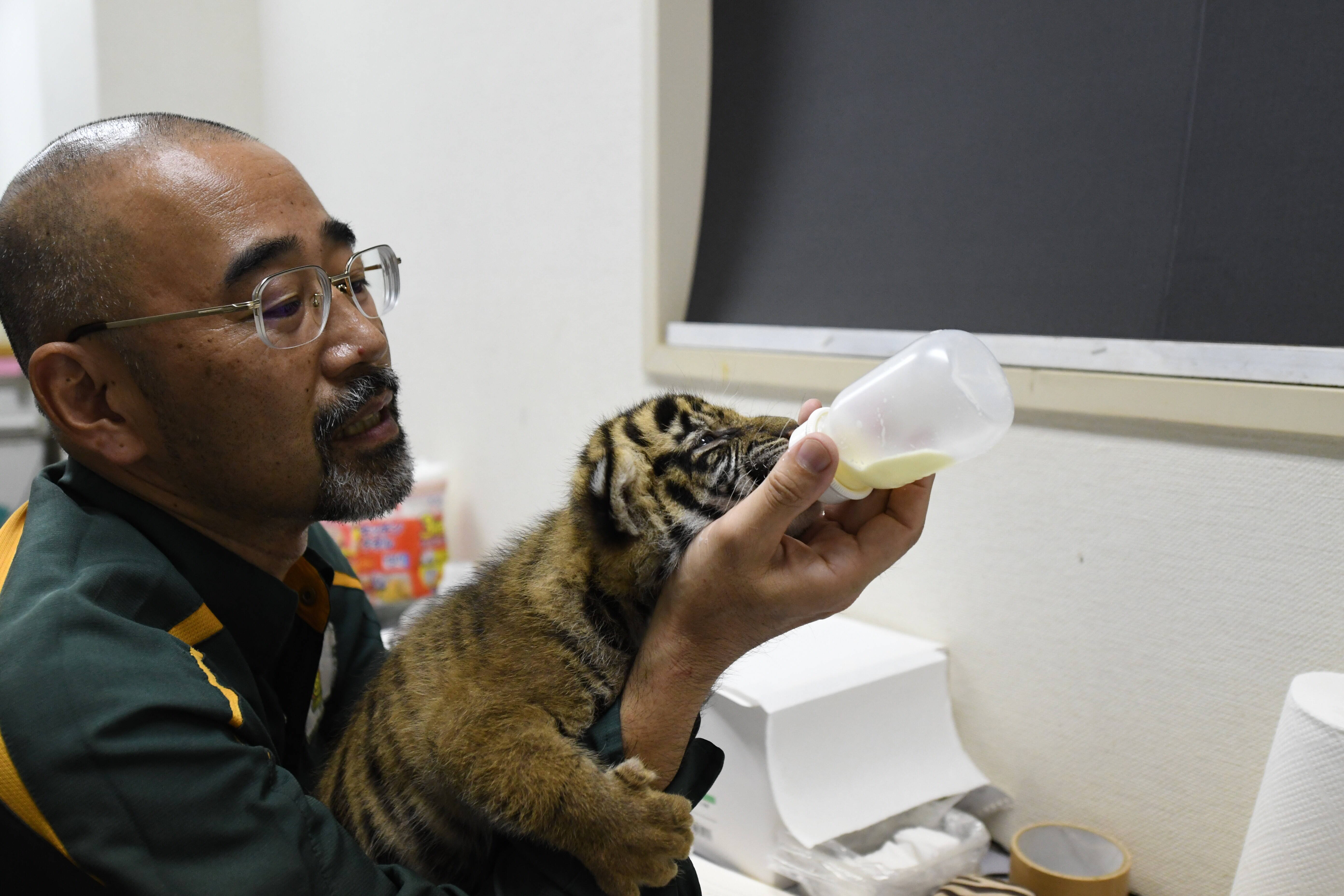 子トラの成長記録・・・その⑥の写真