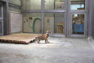 子トラの成長記録・・・その⑮