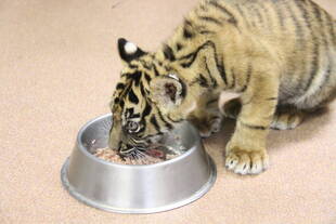 子トラの成長記録・・・その⑯