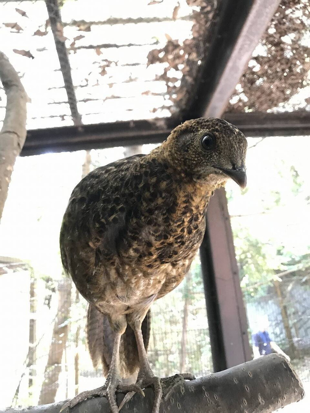 ベニジュケイ成長記録⑤の写真
