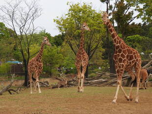 サバンナエリアの1ショットブログ その2