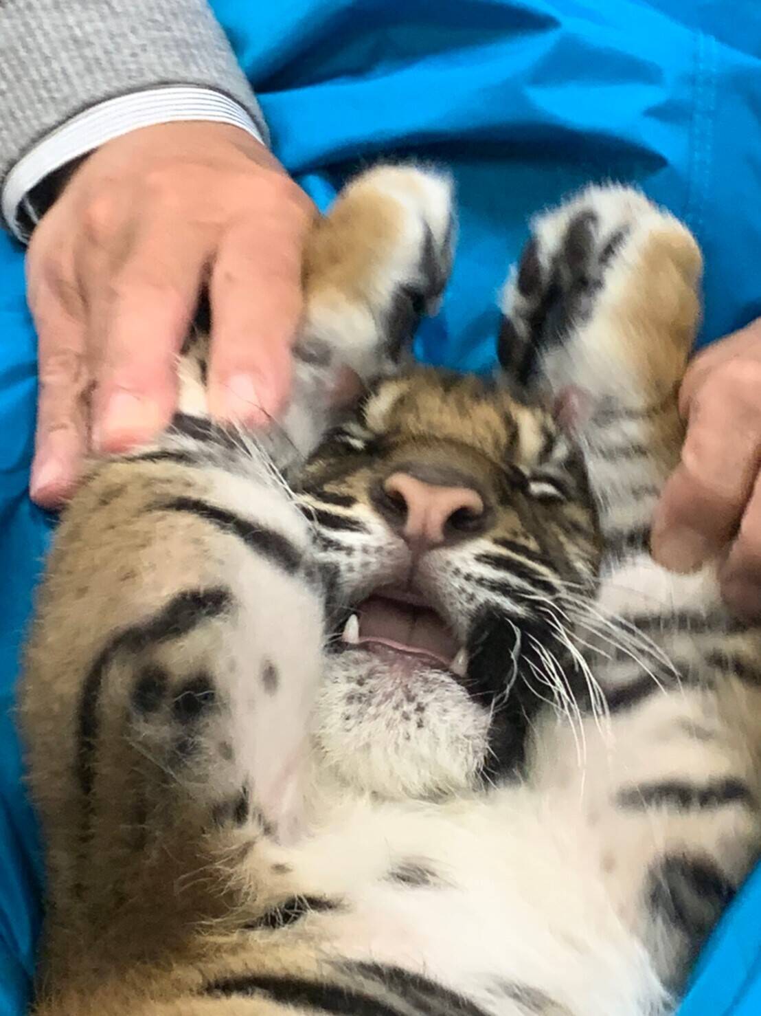 子トラの成長記録・・・その⑲の写真