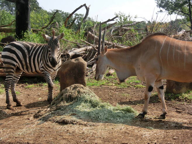 エランドとシマウマの関係性 アフリカのサバンナ ズーラシア よこはま動物園ズーラシア公式サイト 公益財団法人 横浜市緑の協会 エランドとシマウマの関係性 アフリカのサバンナ ズーラシア よこはま動物園ズーラシア公式サイト 公益財団法人 横浜市緑の協会