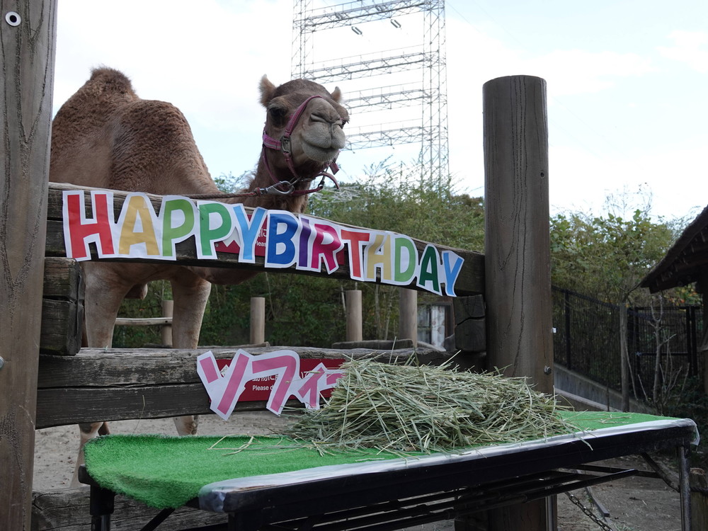 ソフィーの誕生日会の写真