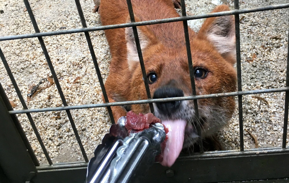 肉肉肉肉肉肉肉!の写真