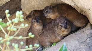 「臭腺（しゅうせん）」のお話