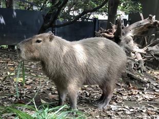 カピバラのキズナ