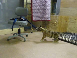 子トラの成長記録・・・その㉑