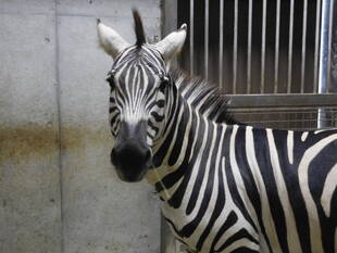 はじめての体重測定