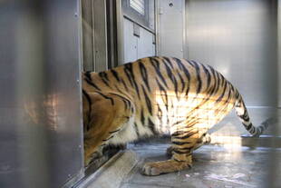 カリの馴致状況