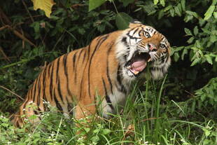 輸送箱を設置しました('ω')ノ