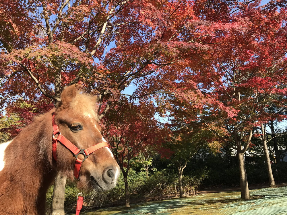 紅葉狩りの写真