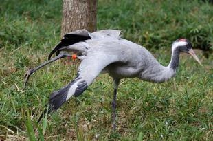 ありがとう、姫（クロヅル）　　　