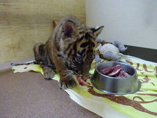 子トラの成長記録・・・その㉓