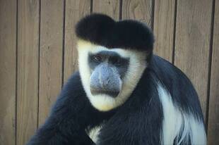 ～ゲレザのお顔～