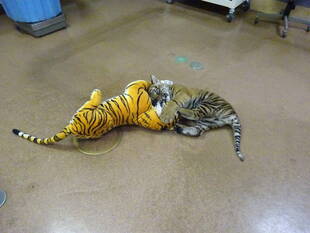 子トラの成長記録・・・その⑳