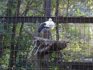 ズーラシアスクール第3回目「日本の動物たちの未来」