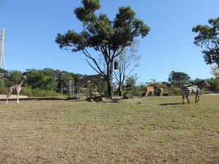 キリンのエミリーの展示について