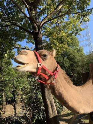 ソフィーへ　お誕生日プレゼント